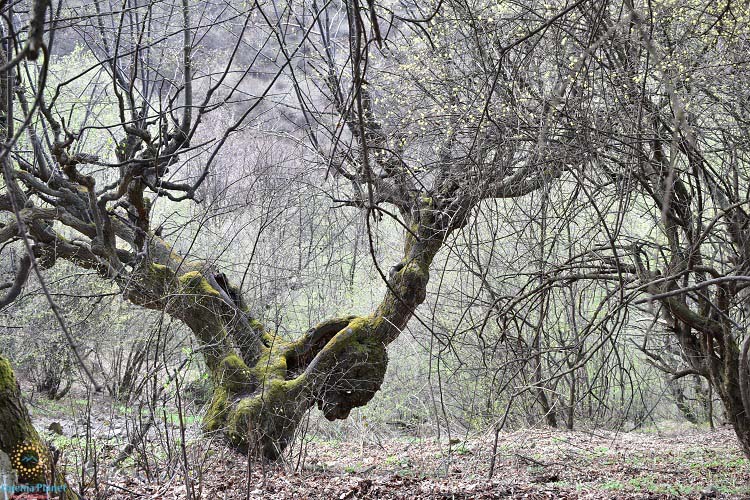 Пеший поход Ахпат – Акнер – Санаин