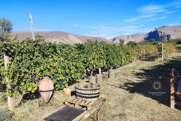 Momik Wines